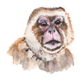 Realistic watercolor portrait of snow monkey