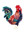 Realistic watercolor rooster painting isolated on white background.