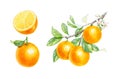 Realistic watercolor set of orange branch, half orange and whole orange on white background. Hand-drawn illustration Royalty Free Stock Photo