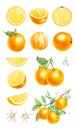 Realistic watercolor set of orange branch, half orange and whole orange on white background. Hand-drawn illustration