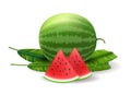 Realistic watermelon group