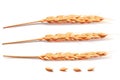 Realistic Wheat, barley, rice or oats elements. barley isolated on white for Healthy food or agriculture design. Vector