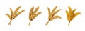 Realistic wheat. Ears and grains of organic rye spike and oat, farming agricultural cereals healthy food. Vector harvest