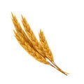 Realistic wheat ears with grains. Yellow rye for bakery. Vector agricultural healthy food and harvest seeds Royalty Free Stock Photo