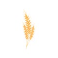 Realistic wheat ears. Vector illustration on white background.