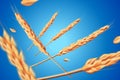 Realistic wheat oats elements. Flying detailed barley isolated on blue background for Healthy food or agriculture design