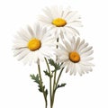 Realistic White Daisy Bouquet: Detailed Illustrations With Symbolic Props