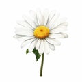 Realistic White Daisy Clipart On White Background