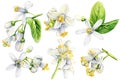 Realistic white lemon flowers illustration. Citrus flower set isolated white background. Watercolor botanical painting