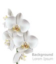 Realistic White orchid flowers Vector. 3d illustration isolated on white background