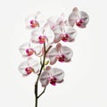 Realistic White Orchids On White Background: Graflex Speed Graphic Style Royalty Free Stock Photo