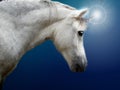 Realistic white unicorn Royalty Free Stock Photo