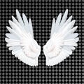 Realistic white wings on transparent background Royalty Free Stock Photo