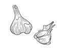 Realistic whole garlic with two cloves in black isolated on white background. Hand drawn vector sketch illustration in doodle Royalty Free Stock Photo