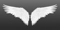 Realistic wings. Pair of white isolated angel wings with 3D feathers on transparent background. Vector bird wings design