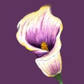 Realistic wite-violet watercolor calla lily, corner on on a purple background. Royalty Free Stock Photo