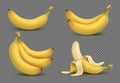 Realistic yellow banana, bananas bunch 3d vector illustration on transparent background Royalty Free Stock Photo