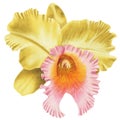 Realistic yellow orchid Cattleya isolated highly detailed side view
