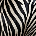 realistic zebra fur texture.