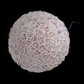 3d rendered image of human fertilization. A sperm and a oocyte with a realistic zona pellucida.