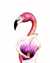 Realistik pink flamingo with calla flower. Hand drawn watercolor illustration isolated on white background. Exotic tropical bird. Royalty Free Stock Photo