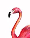 Realistik pink flamingo. Hand drawn watercolor illustration isolated on white background. Exotic tropical bird.For T-shirt print, Royalty Free Stock Photo