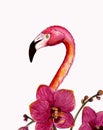 Realistik pink flamingo with orchid branch. Hand drawn watercolor illustration isolated on white background. Exotic tropical bird.