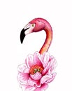 Realistik pink flamingo with pion. Hand drawn watercolor illustration isolated on white background. Exotic tropical bird.For T- Royalty Free Stock Photo