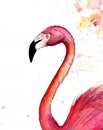 Realistik watercolor pink flamingo. Hand drawn  illustration isolated on white background. Exotic tropical bird.For T-shirt print Royalty Free Stock Photo