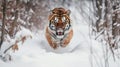 In the Realm of Winter: Majestic Amur Tiger in the Snow