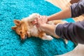 Reanimation on a small shetland sheepdog