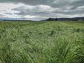 Reaped green grass in the field in the countryside under the dark cloudy sky Royalty Free Stock Photo