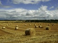 Reaped straw field and rows of straw Royalty Free Stock Photo