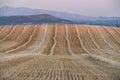 Reaped wheat fields in Antequera, Malaga. Spain Royalty Free Stock Photo