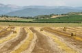 Reaped wheat fields in La Noguera Royalty Free Stock Photo