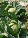 Reaping cabbage planst in a kitchen garden Royalty Free Stock Photo