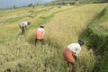 Reaping paddy ripened-terraced cultivation