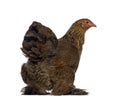 Rear of Brahma hen