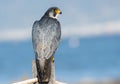 Rear closeup of a peregrine falcon standing near sea sunlit seascape and sky blurred background