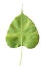 Rear cordate leaf Royalty Free Stock Photo