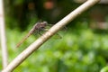 rear dragon fly of brown dark color close up macro shot with natural green background Royalty Free Stock Photo