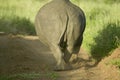 Rear end of endangered White Rhino as he walks away at the Lewa Wildlife Conservancy, North Kenya, Africa