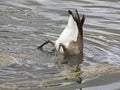 Rear end of a Canada Goose duck water pond