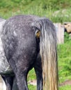 Rear end of a horse or arse. Horse shit. Royalty Free Stock Photo