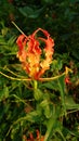 Rear flowers in jungles red orange flower very beautiful Royalty Free Stock Photo