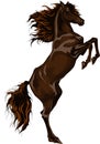 Rear horse Royalty Free Stock Photo