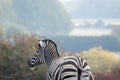 Rear of black and white striped zebra, photographed at Port Lympne Safari Park, Ashford, Kent UK.