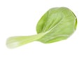 Rear side of leaf of bok choy Chinese cabbage