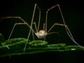 Rear view of the abdomen and delicate legs of a Daddy long-legs