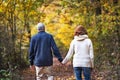 A rear view of a senior couple walking in an autumn nature. Royalty Free Stock Photo